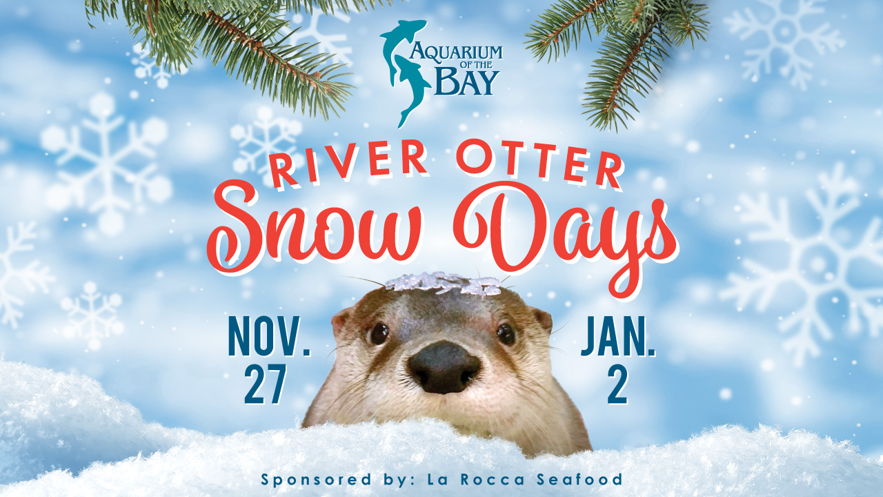 River Otter Snow Days